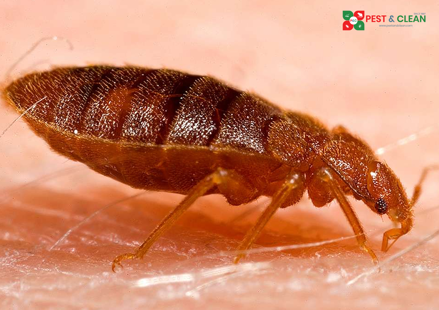 Bed Bug Treatment in Oman