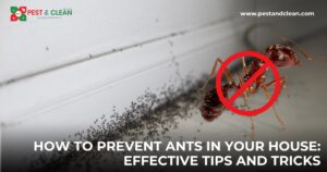 How to Prevent Ants in Your House Effective Tips and Tricks