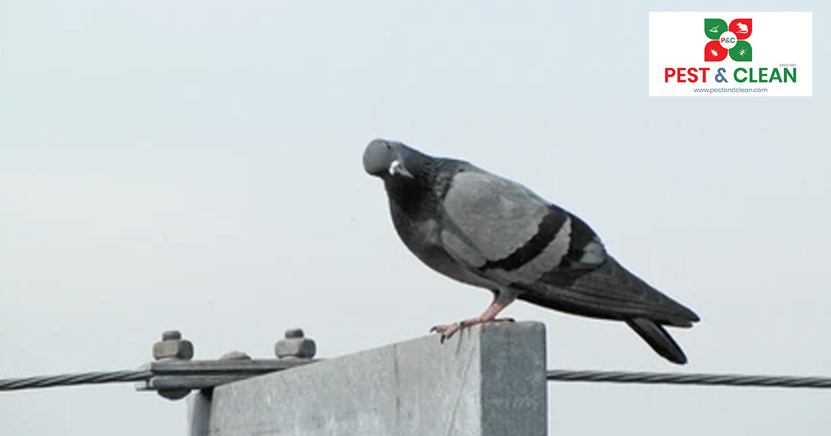 Bird Control in Oman