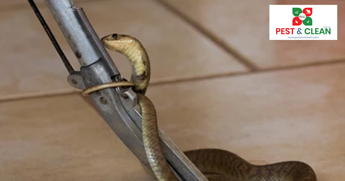 Snake control in oman